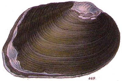 specimen image from publication