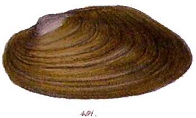 specimen image from publication