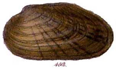 specimen image from publication