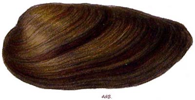 specimen image from publication