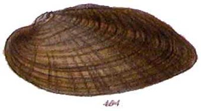 specimen image from publication