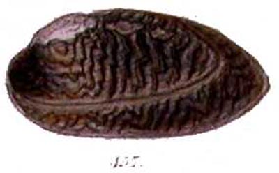 specimen image from publication