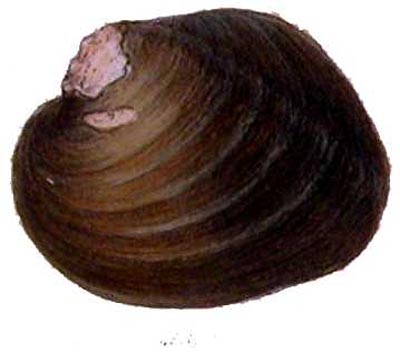 specimen image from publication