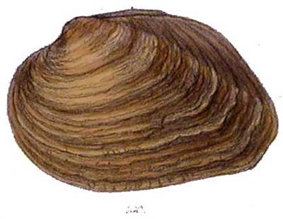 specimen image from publication