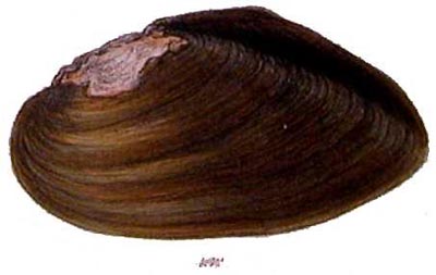 specimen image from publication