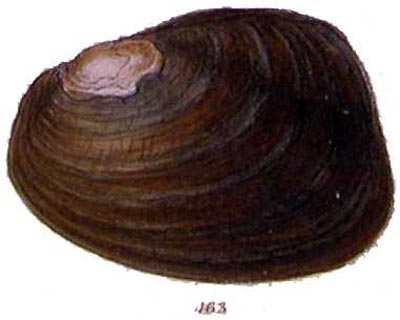 specimen image from publication