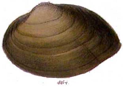 specimen image from publication
