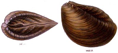 specimen image from publication