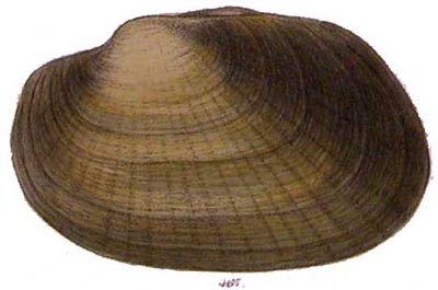 specimen image from publication