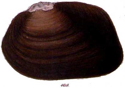 specimen image from publication