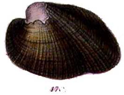specimen image from publication