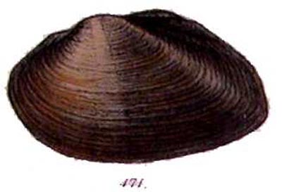 specimen image from publication