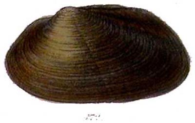 specimen image from publication