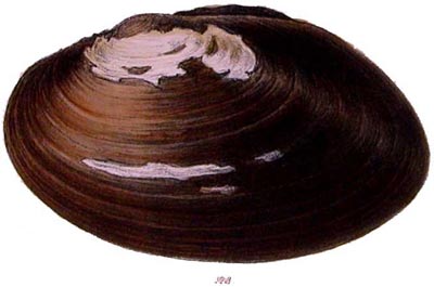 specimen image from publication