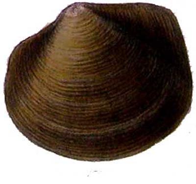 specimen image from publication