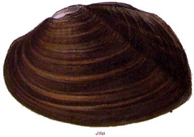 specimen image from publication