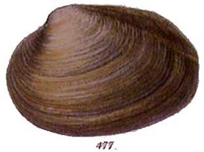 specimen image from publication