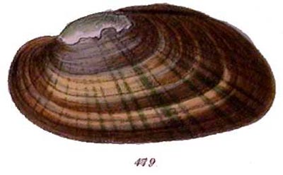 specimen image from publication