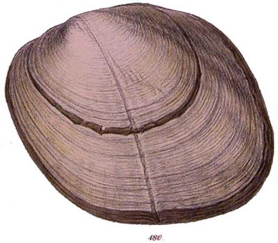 specimen image from publication