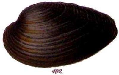 specimen image from publication