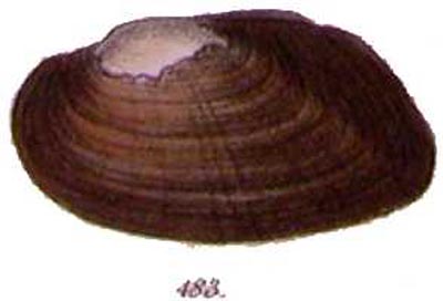 specimen image from publication