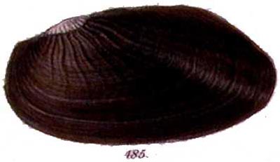 specimen image from publication
