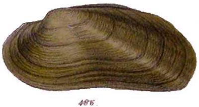 specimen image from publication