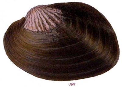 specimen image from publication