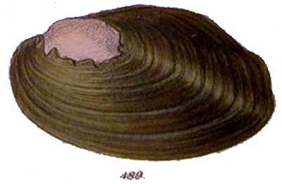 specimen image from publication