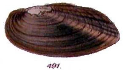 specimen image from publication