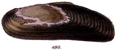 specimen image from publication