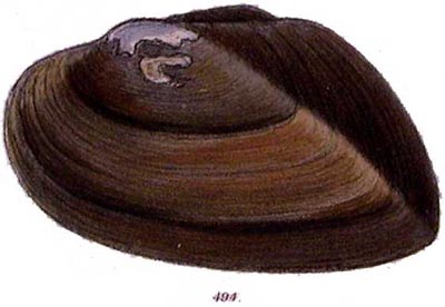 specimen image from publication