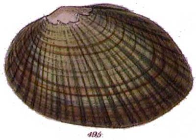 specimen image from publication