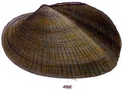 specimen image from publication