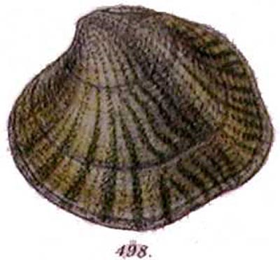 specimen image from publication