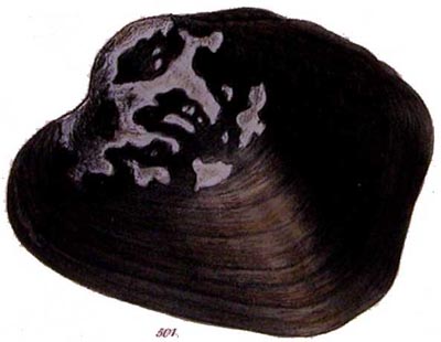 specimen image from publication
