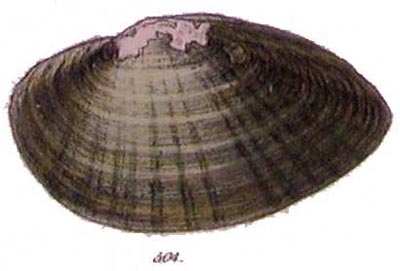 specimen image from publication