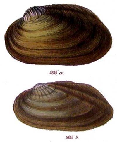 specimen image from publication