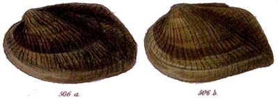 specimen image from publication