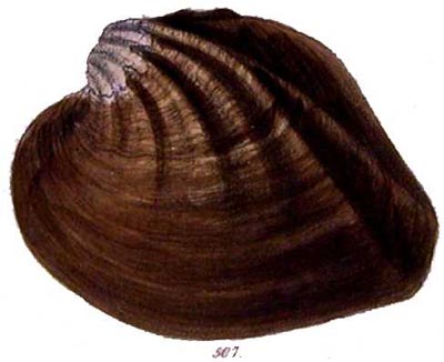specimen image from publication
