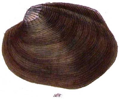 specimen image from publication