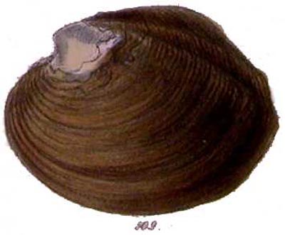 specimen image from publication