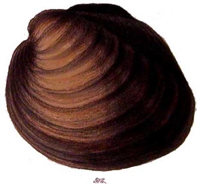 specimen image from publication