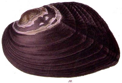 specimen image from publication