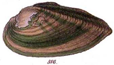 specimen image from publication