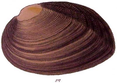 specimen image from publication