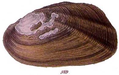 specimen image from publication