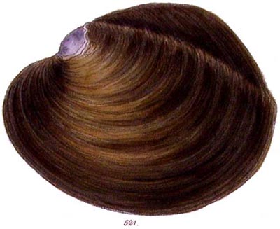 specimen image from publication