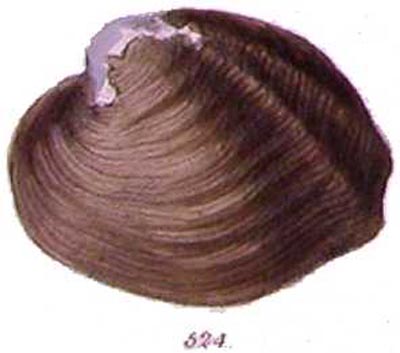 specimen image from publication