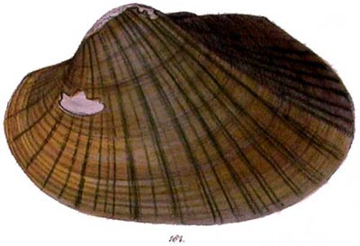 specimen image from publication